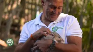 The Dreamworld Wildlife Foundation