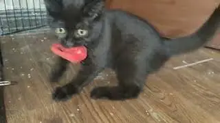kitten carry around Plush-Simulation Mouse Toy in the house @Wanttono