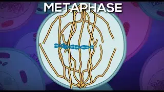 The Cell Cycle (Animation) - Peter and Johnny