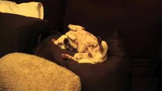 The Shortest Episode of DailyRandomHappenstance EVER! (6/29/11 - Day 173)