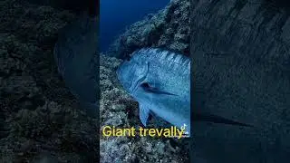 #gianttrevally #divephilippines #spearfishing