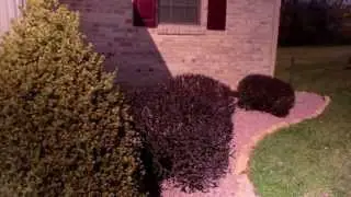 Replace Mulch with Stone
