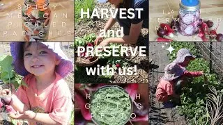 HARVEST WITH US! | 3 EASY WAYS TO PRESERVE YOUR RADISH HARVEST |  WE GREW BUTTERFLIES!