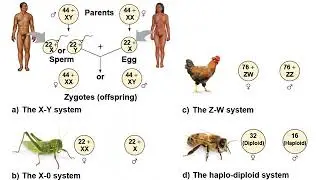Chapter15- The Chromosomal Basis of Inheritance