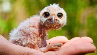 Baby Owl Rescue