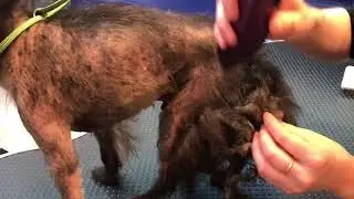 Vanderpump Dogs Rescue Story - Sir Franklin