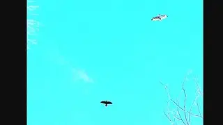11-23-2024 sounds of ravens and red tail hawks preying and dogs playing