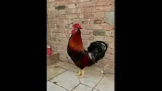 A cock with a dumb voice