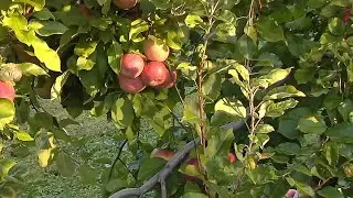 National Apple Day: Lehigh County orchard could be perfect pick amid peak apple picking season