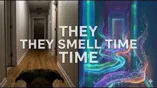 How Dogs 