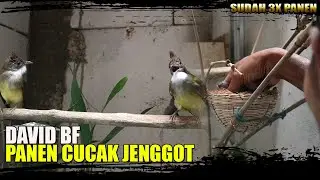 DAVID BF PANEN CUCAK JENGGOT||SUDAH BERHASIL 3 PERIODE