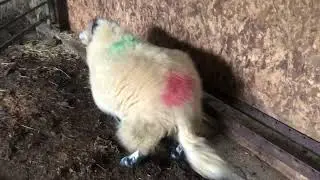 Purebred swaledale ram lamb
