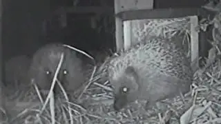 Four little hedgehogs - 2