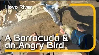 Barracuda on first cast & an ANGRY Bird at Illovo River