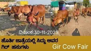 ಹೊರ್ತಿ ಜಾತ್ರೆಯಲ್ಲಿ ಸಿದ್ದು ಅವರ ಗಿರ್ ಹಸುಗಳು  Gir Cow Fair Horti  30-11-2025