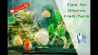 Discus Fish tank - Tips For Beginners