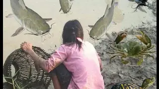 Amazing! How to Catch Fish by hand in Cambodia✔