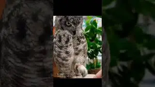 holding hands with an owl 🦉 #owls #shortsvideo #animal #youtubeshorts #shorts