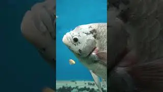 Marine world Expo 2025 Neyyattinkara || #fishing #fish #trending #explore #song #reels #viralsong