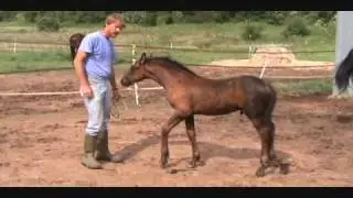 Espada (Friesian Foal for Sale)