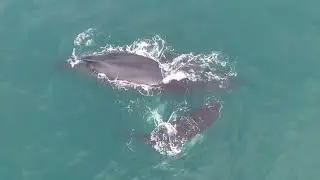 Rice's whales are picky eaters but critically endangered