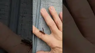 Paper Wasp on my Finger!