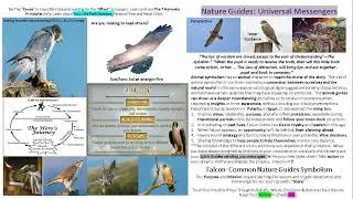 Falcon|Animal Totem Spiritual Meaning|Divine Alignment|F4YT