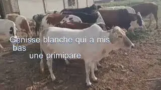 Bonne &eacute;volution des m&eacute;tisses de la ferme ADS2.