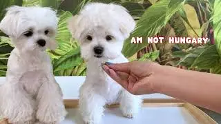 Maltese 🐶CUTE DOG REVIEWS FOOD WITH BABY PUPPY🐶Funny Video🌈