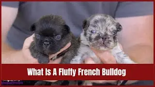 What is a Fluffy French Bulldog