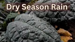 When it rains in the dry season | calming real garden rain sounds