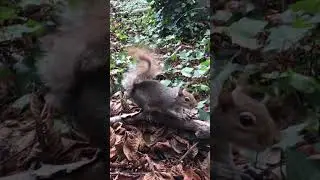 Squirrel #Shorts #Squirrel Chattering noises #park #august #London #ecureuil #eekhoorn