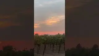 Vineyard Sunset 🍇 ☀️