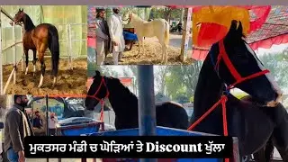 Big discount of horses 🐎 at mukatsar fair 2026