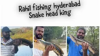 #live#attack# back to back# snake head fish#కొర్రమేను