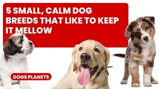 5 Small, Calm Dog Breeds That Like To Keep It Mellow
