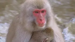 Day 4 - Snow monkey park
