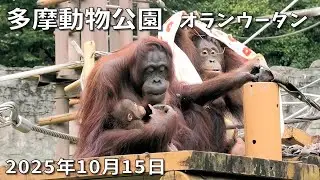 Orangutans in Tama Zoological Park on Oct. 15, 2025