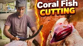 AMAZING Coral Fish Cutting Skills 😱 UNBELIEVABLE Needle Fish Slicing by Village Fish Cutter #viral 