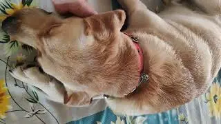 LEO ON BED #happiness #doglover #lifewithlabra#friendsforever#obedientdog  #viralvideo#labradorpuppy