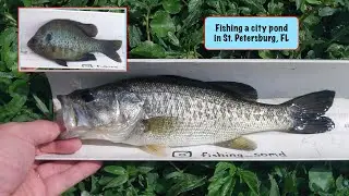 FSMD: Fishing a cIty pond in St  Petersburg, FL (March 17 & 18, 2020)