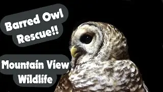 Barred Owl Rescue - Mountain View Wildlife Rehab