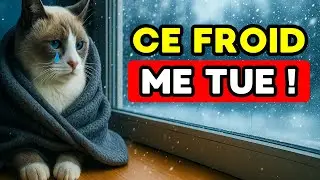 90 % des propriétaires font ces erreurs en hiver et leurs chats souffrent en silence