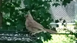 Is#juvenile #cardinal(Ruby) being chased off by mom?