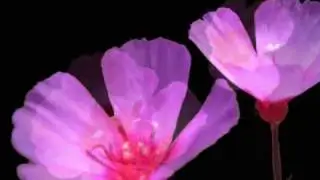 Farewell-to-spring (Clarkia amoena)