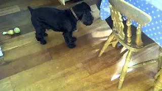 funny cocker spaniel jack