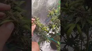 1&deg;post *granddaddy purple auto vaso de 7 litros solo carregado com entrada no mineral 55 dia d vida