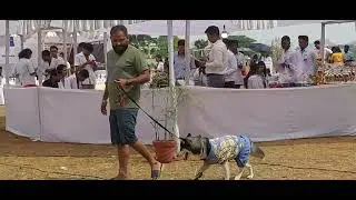 Dog Show Ranchi | Dog Show 2022 | Ranchi Veterinary Hospital