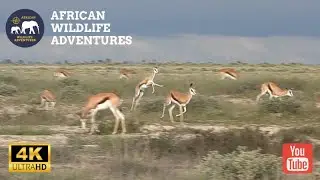 Springbok Playing and Pronking in Etosha National Park