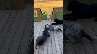 🐾❤️Unexpected Animal Heroes #animals #wildliferescue #shorts